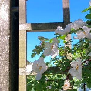 Meet your Posher, Maggie